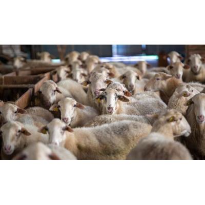 Un incendio en una granja de ovejas de Artajona se salda sin heridos pero con varios animales afectados