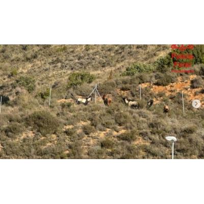 Unas cabras asilvestradas obligan a cortar la Autovía del Pirineo