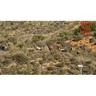 Corte en la Autovía del Pirineo en Liédena para retirar cabras asilvestradas que ponían en riesgo el tráfico