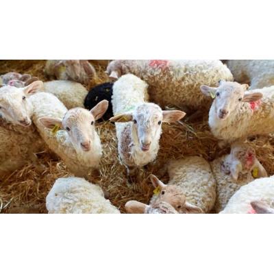 Pastorea y aprende todo sobre ovejas en estos cuatro enclaves de Euskal Herria