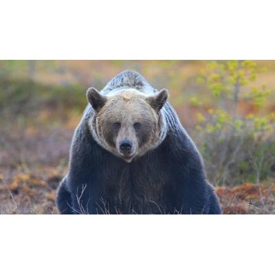 Un hombre se enfrenta a dos años de prisión por matar a un oso pardo con un lazo en Asturias