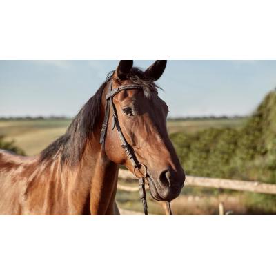El sorprendente “doble sonido” oculto en el relincho de los caballos