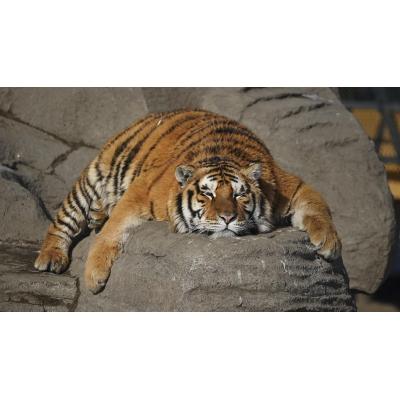 Del festín a la dieta: someten a "ayuno intermitente" a tigres siberianos tras el atracón del Año Nuevo Lunar