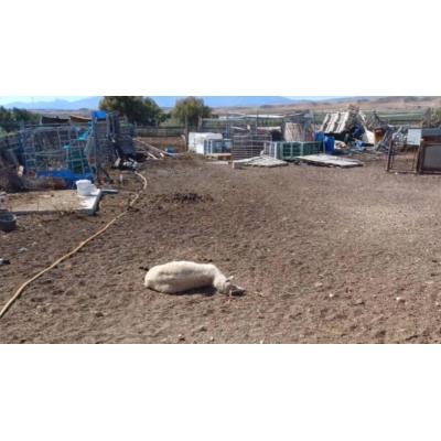 Detienen a un hombre por robar 38 ovejas en Navarra y descubren que las tenía en condiciones insalubres