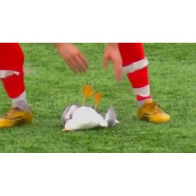 El vídeo en el que un futbolista logra reanimar a una gaviota inconsciente tras un balonazo