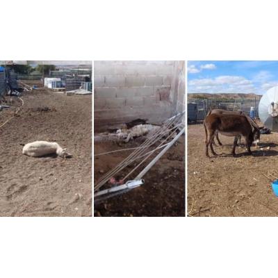 Robos en el campo en la Ribera de Navarra: 38 ovejas sustraídas y un detenido