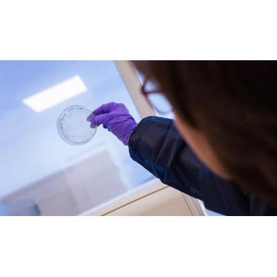 Crean un anticuerpo que protege de una "peligrosa" bacteria frecuente en hospitales