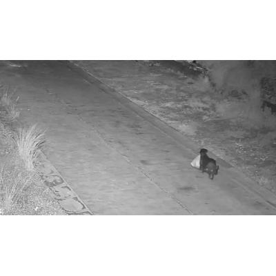 Denuncian a un hombre que adiestró a su perro para que tirara la basura por él