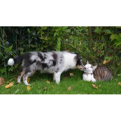 Las razones por las que los perros y los gatos comen hierba