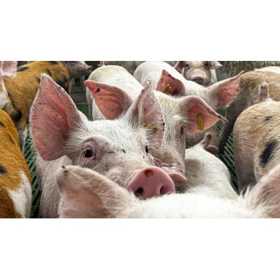 Catalunya alerta a la OMS de un caso de gripe porcina contagiado entre personas en Lleida