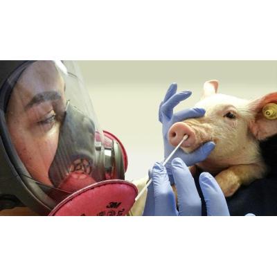 ¿Qué es la gripe porcina y qué síntomas provoca en humanos?