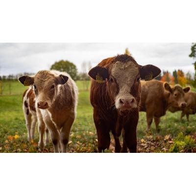 Aragón confirma el primer caso de dermatosis nodular contagiosa en Borrastre (Huesca)