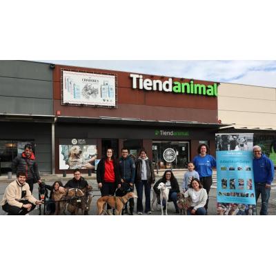 Galgos que buscan una nueva casa en Pamplona
