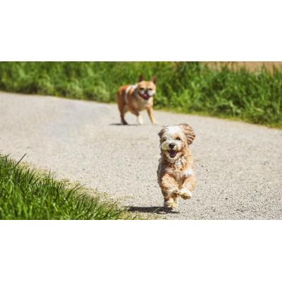 Así puedes proteger a tus perros de la oruga procesionaria