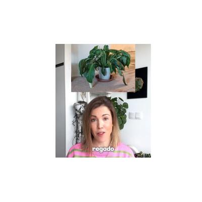 Cómo saber si riegas bien una planta con solo mirar sus hojas