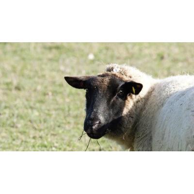 Salvan la vida de una oveja que se había quedado boca arriba en un campo de brócoli