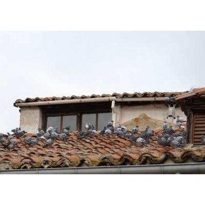 El Ayuntamiento de Tudela inicia la contratación de servicios para el control de palomas y estorninos