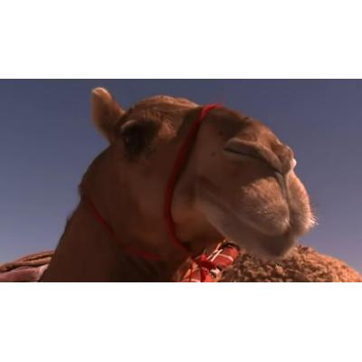 Descalifican a 20 camellos de un concurso de belleza por bótox e implantes de silicona