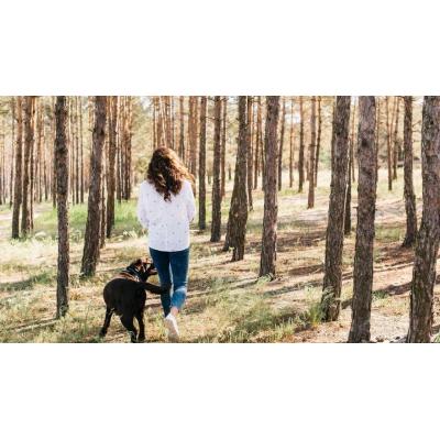 Procesionaria del pino: cómo saber si tu perro ha tenido contacto