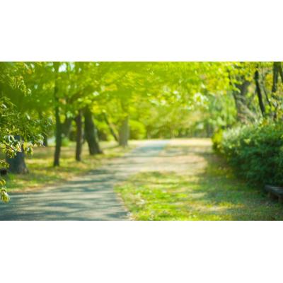 El nuevo bosque que estrena Pamplona en uno de sus barrios: se han plantado casi 10.000 árboles