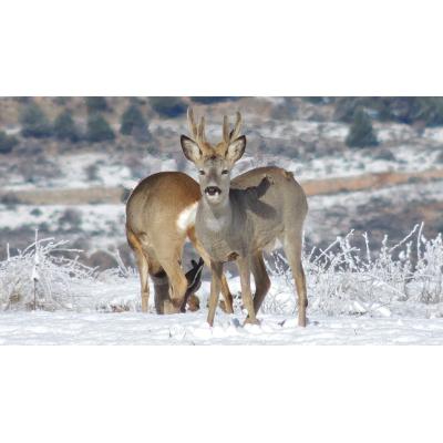 Jornadas de caza y naturaleza de Adecana en Civivox Iturrama