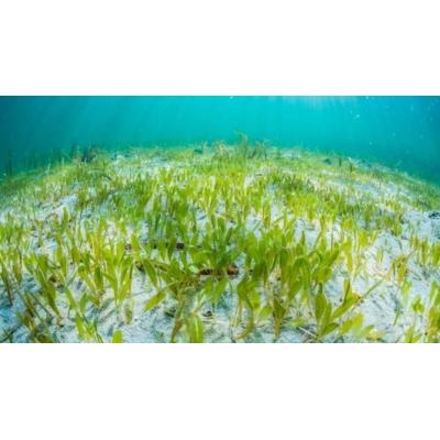 Así es la planta marina invasora de origen tropical que han detectado por primera vez en Baleares