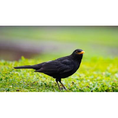 Esto es lo que significa que un mirlo visite tu casa y lo que dice de tu jardín