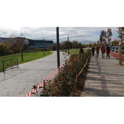 Tudela celebrará el Día del Árbol plantando 24 en el parque del Queiles