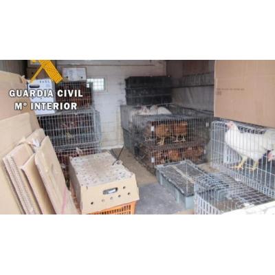 Sorprendido en Viana vendiendo aves sin control sanitario y en alerta por gripe aviar
