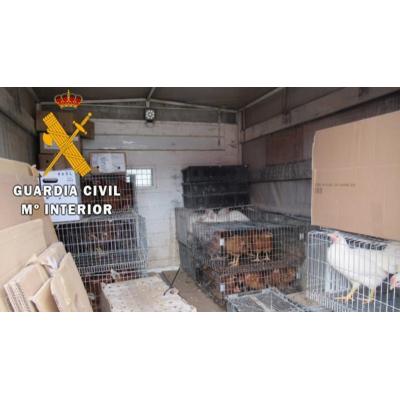 Denunciado por vender gallinas en Viana sin control sanitario y en alerta por gripe aviar