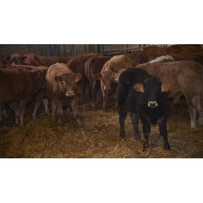 Una tesis de la UPNA demuestra que los subproductos vegetales en la dieta de terneros mejora la calidad de su carne
