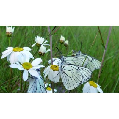 El valle muy cerca de Pamplona que es un paraíso para las mariposas, según la revista Conocer Navarra