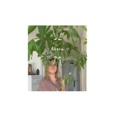 La planta que apenas necesita cuidados y no atrae plagas ideal para esta primavera