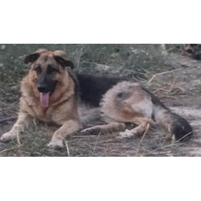 Buscan a Indi en Barasoain