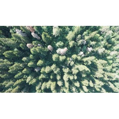 ¿Tecnología eficiente que limpia la atmósfera?: tu futuro es un bosque