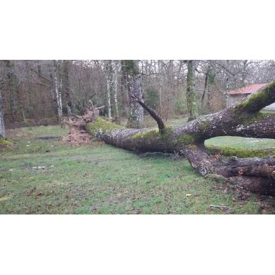 Cae un roble de 26 metros y 6 toneladas en el paraje de San Pedro de Alsasua