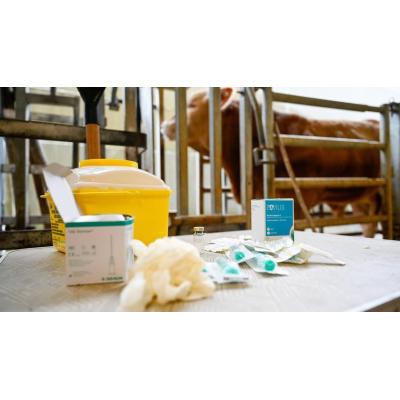 Navarra amplía la vacunación a todo el ganado bovino para prevenir la dermatosis nodular