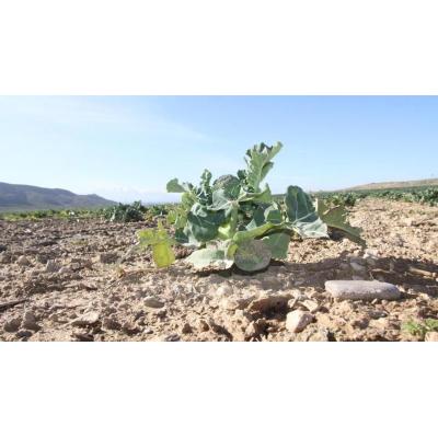 Agricultores de Navarra denuncian la “inacción” del Gobierno ante la plaga de conejos