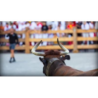 La Rioja rechaza ganado bravo de Navarra pese a no haberse registrado ningún positivo de dermatosis