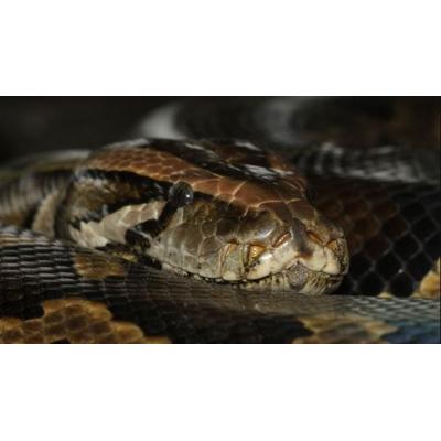 La mordedura de serpiente causa unas 100.000 muertes y casi 500.000 amputaciones al año en el mundo