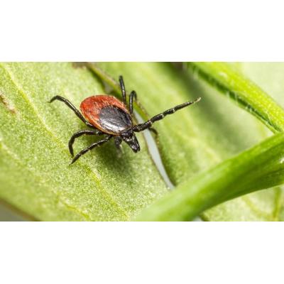 Primera campaña de información y prevención contra el Lyme del Ayuntamiento de Pamplona
