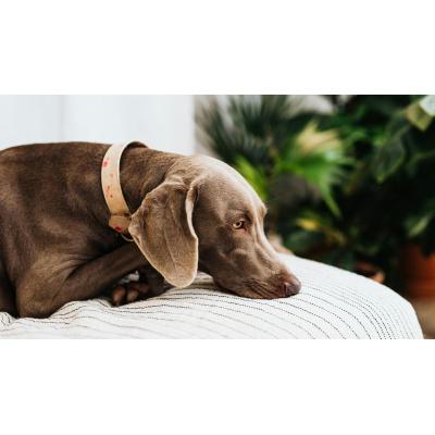 El Gobierno lo confirma: este es el tiempo máximo que puedes dejar al perro en casa sin supervisión