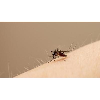 El clima más cálido y húmedo, vinculado al cambio climático, aumenta la probabilidad de epidemias