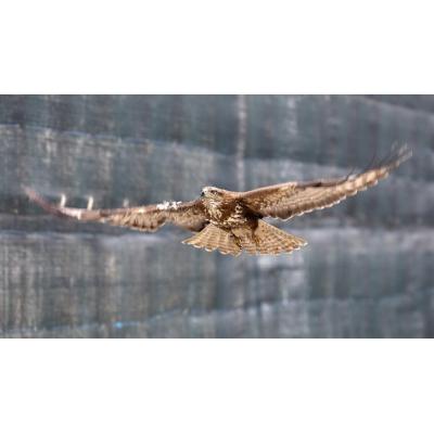 El Centro de Recuperación de Fauna Silvestre de Ilundain atendió 1.404 incidencias en 2025