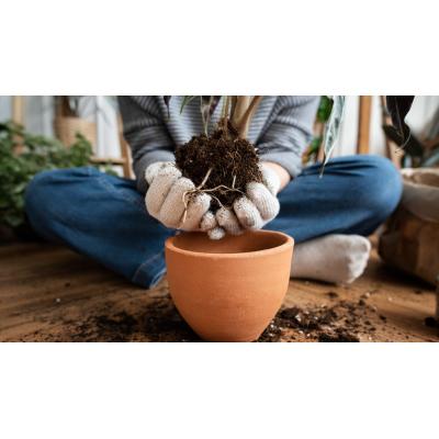 El árbol cítrico que deberías plantar ya si quieres tener fruta fresca en verano