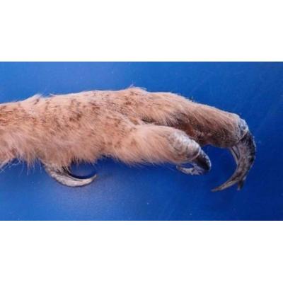 Detenidos dos vecinos de Pamplona en Soria por llevar la garra de una especie protegida
