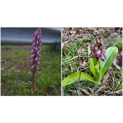 Orquídea recuperada y extendida