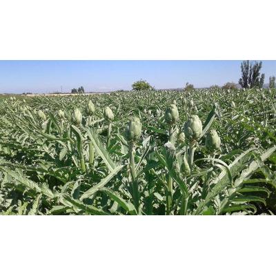El delicioso producto típico de Navarra que crece con fuerza: adelanta su campaña gracias al tiempo favorable