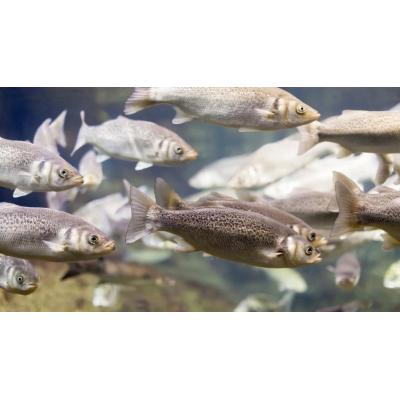 Una IA avisa del riesgo de extinción de especies de peces