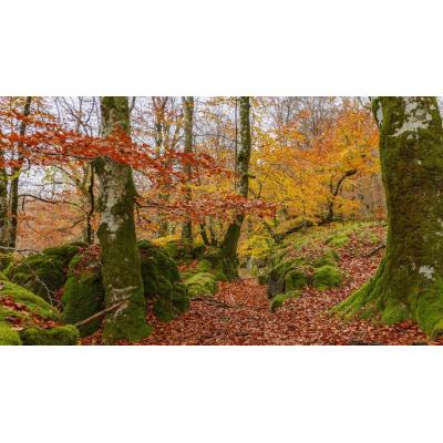 El Bosque Encantado de Navarra, un lugar muy especial para visitar en primavera